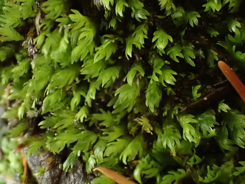 Fissidens ventricosus