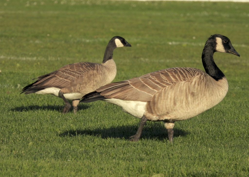 Lesser Canada Goose