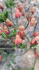 Brachyotum strigosum