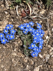 Eritrichium argenteum