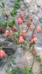 Brachyotum strigosum