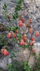 Brachyotum strigosum