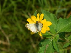 Heliopetes omrina