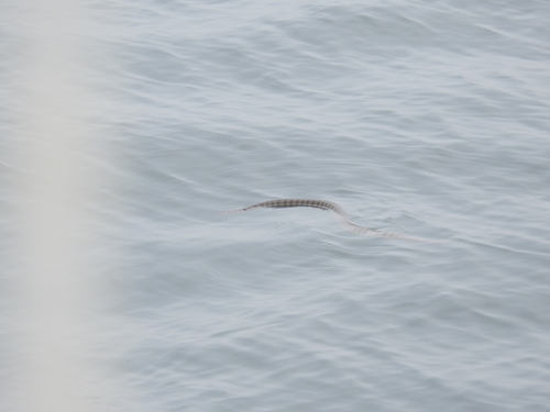Hardwicke’s Sea Snake, Hydrophis curtus