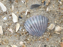 Argopecten irradians concentricus