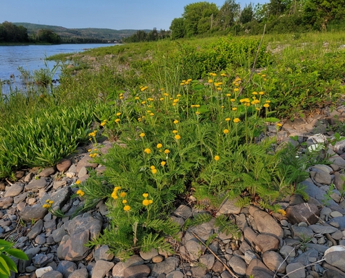 dune tansy