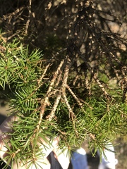 Picea wilsonii