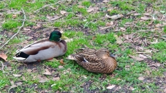 Anas platyrhynchos