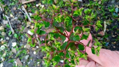 Euphorbia peplus
