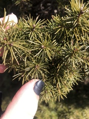 Picea wilsonii