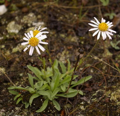 Aster alpinus vierhapperi