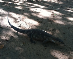 Varanus albigularis