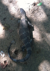 Varanus albigularis