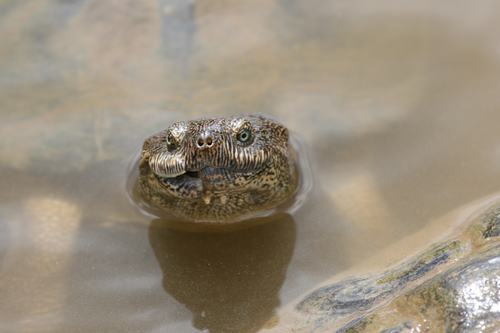 (East African) Serrated Turtle, Pelusios sinuatus