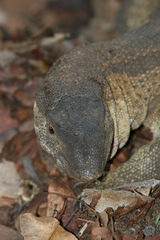 Varanus albigularis