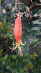 Siphocampylus columnae