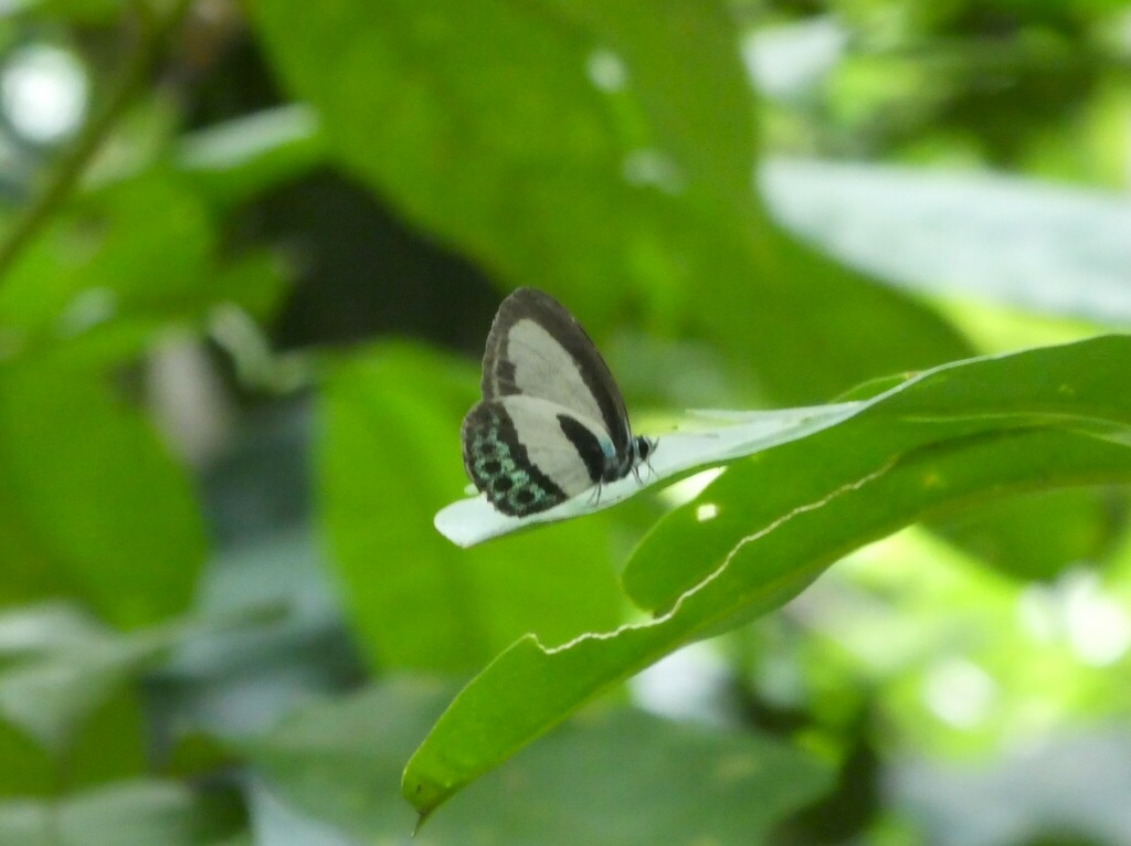 Tailed Green-banded Line Blue from Port Douglas QLD 4877, Australia on ...