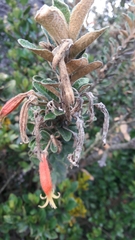 Siphocampylus columnae