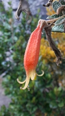 Siphocampylus columnae