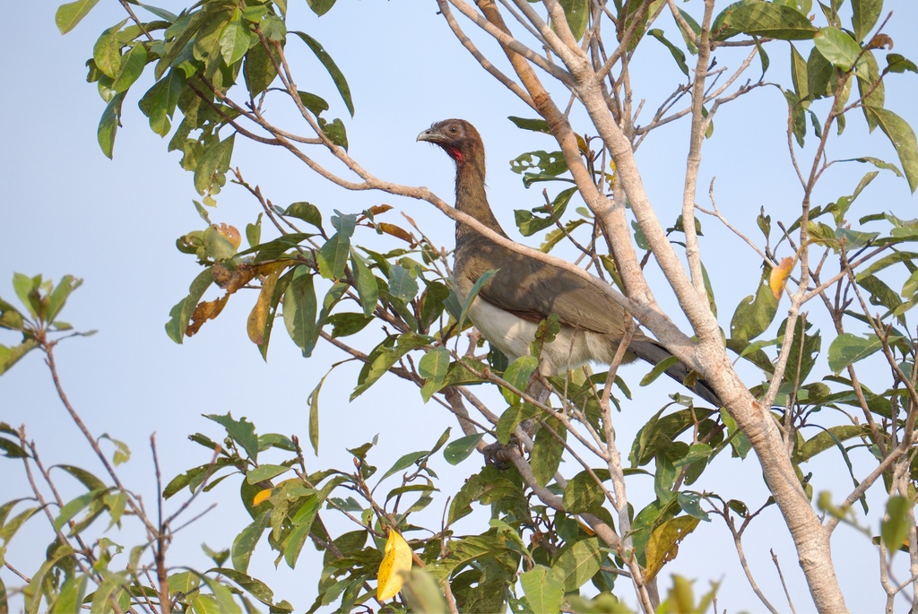 Chestnut-Winged Chachalaca