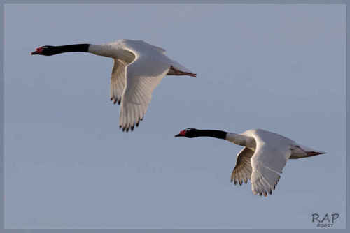 Black-necked Swan, photo 2 of 7