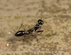 Odontomantis sinensis