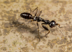 Odontomantis sinensis