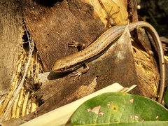 Ablepharus himalayanus