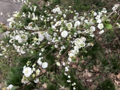 Spiraea prunifolia