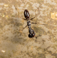 Odontomantis sinensis