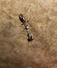 Odontomantis sinensis