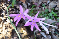 Colchicum bulbocodium