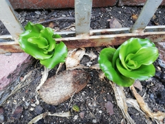 Veltheimia bracteata