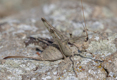 Paradrymadusa galitzini