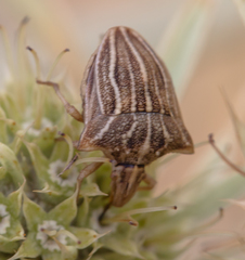 Ancyrosoma leucogrammes