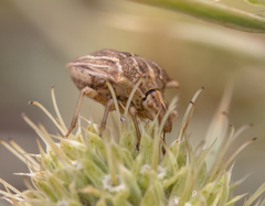 Ancyrosoma leucogrammes