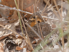 Hipparchia pellucida