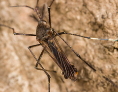 Toxorhynchites splendens