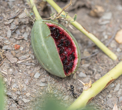 Cataglyphis aenescens