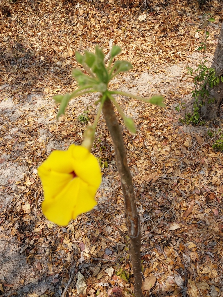 Uncarina peltata, Ankarafantsika, MG-MA-BO, MG-MA, MG