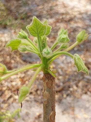 Uncarina peltata
