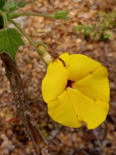 Uncarina peltata