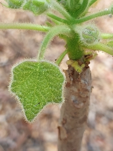 Uncarina peltata