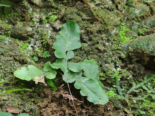 Tectaria zeilanica