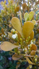 Dendrophthora clavata