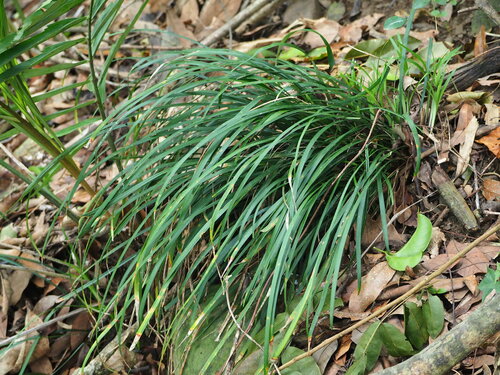 Ophiopogon reversus, photograph 4