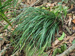 Ophiopogon reversus, photograph author not stated, no rights reserved