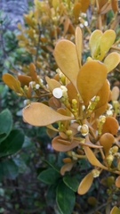 Dendrophthora clavata