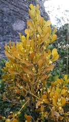 Dendrophthora clavata