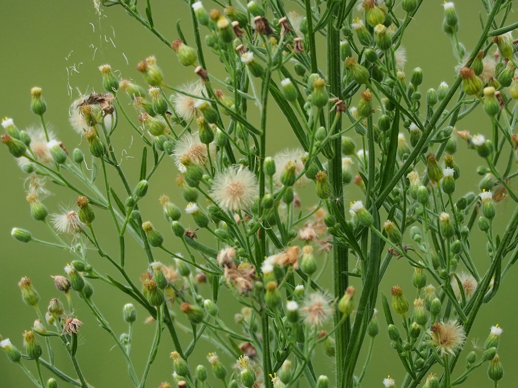 Erigeron sumatrensis